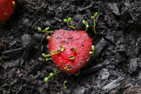 Seedheart - Un cœur de graine - Boite personnalisée – Image 2