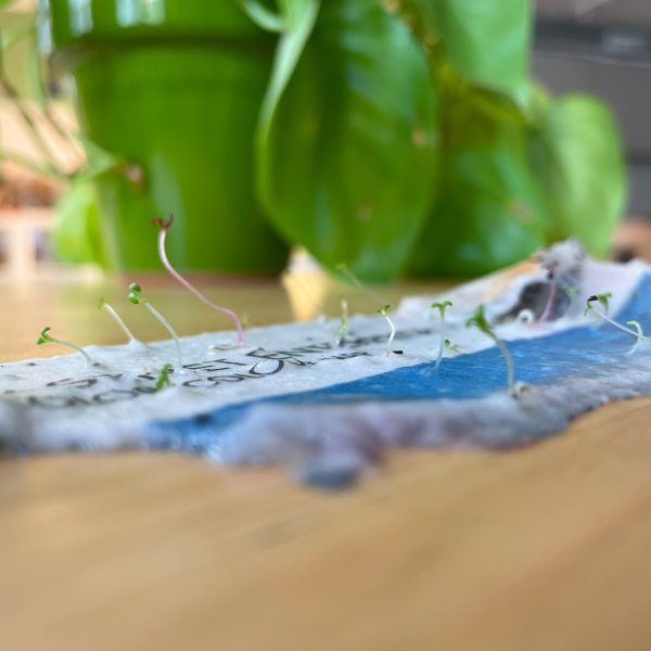2Papier ensemence a planter