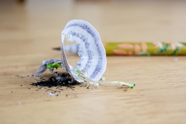 Crayon à planter avec carte sapin personnalisable