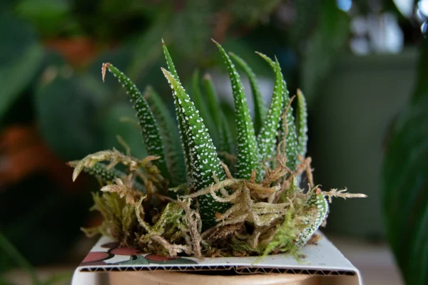Cactus zéro déchet en pot recyclé