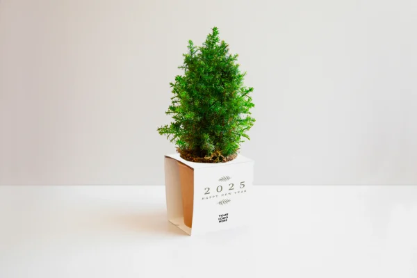 Décoration de Noël durable avec mini sapin plantable