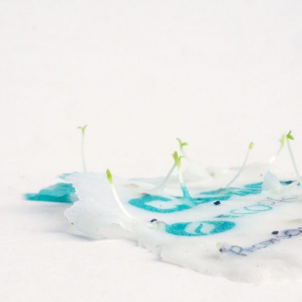 4_Papier ensemence a planter