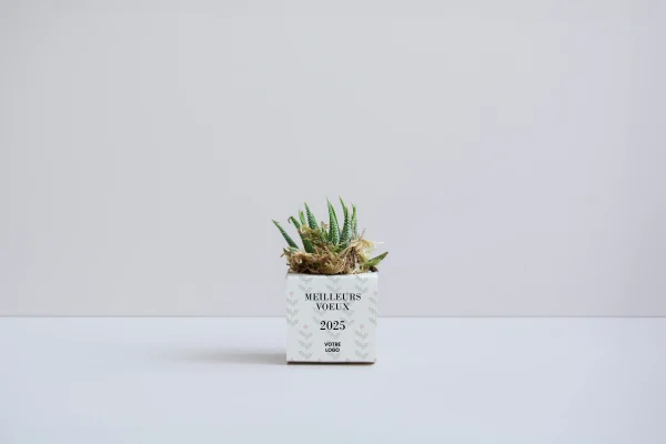 Plante décorative écologique sans entretien
