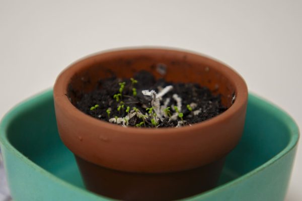 Boîte festive Paintbox pour écrire et faire pousser des plantes