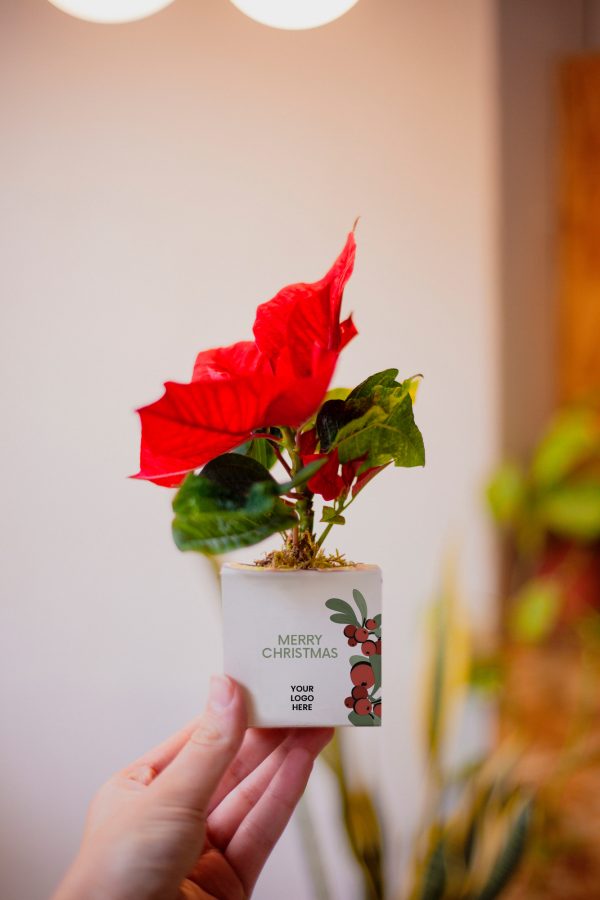 poinsettia-zero-plante-noel-eco-responsable