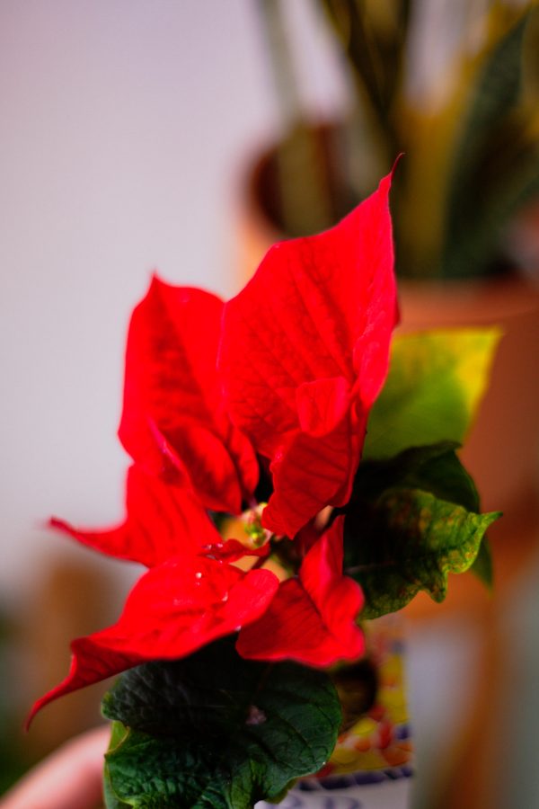 poinsettia-zero-cadeau-noel-recyclable