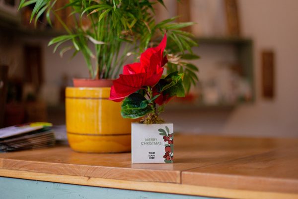 plante-de-noel-poinsettia-zero-emballage-eco-responsable