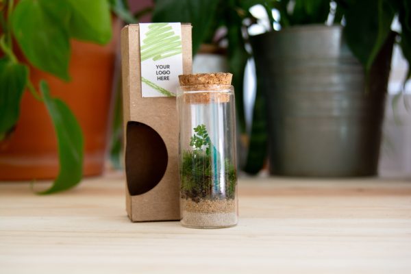 terrarium-box-ecosysteme-miniature-personnalisable