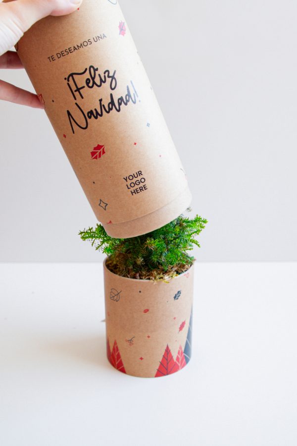 treetube-cadeau-durable-petit-sapin-a-planter