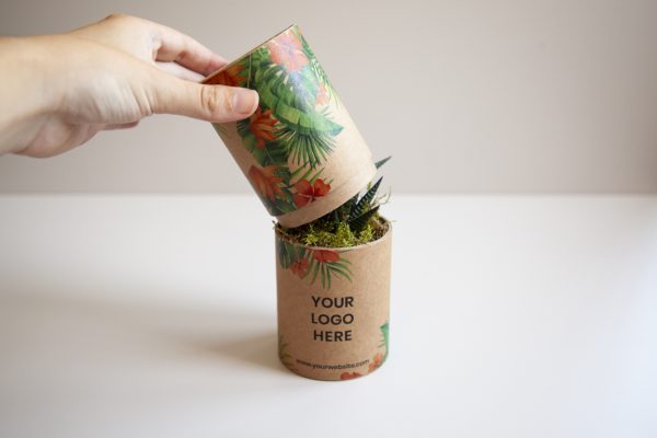 Cactus unique dans un tube personnalisable – Image 3