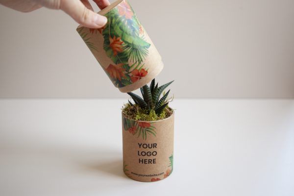 web_cactube-1