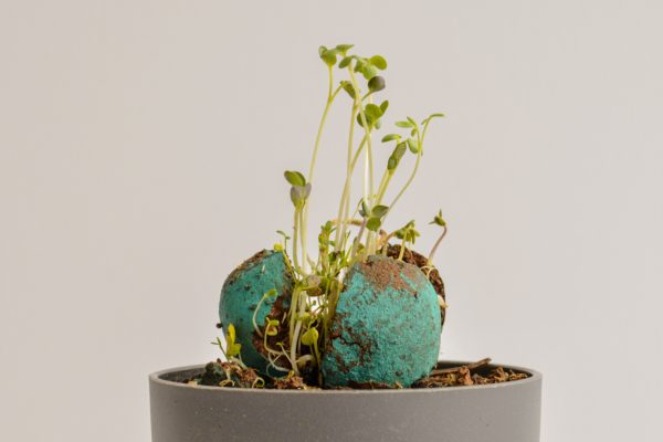 Bombe à graines à lancer pour faire pousser des fleurs sauvages