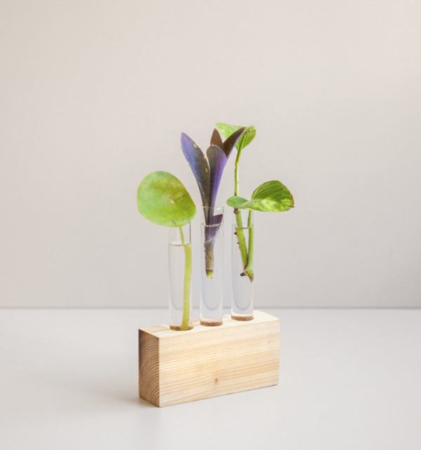 Coffret de bouturage KT5 avec gradille en bois, tubes en verre et étiquette personnalisable