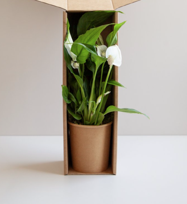 Plant Box PV7, un coffret élégant et personnalisé pour l'envoi de plantes de saison