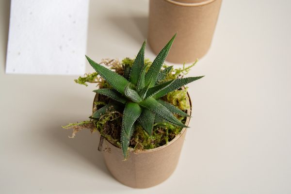 Cactus bois écologique